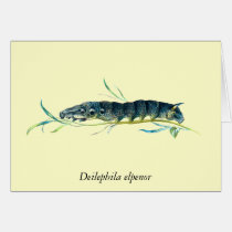 Deilephila elpenor caterpillar cards