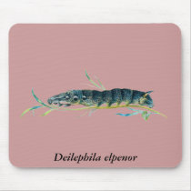 Deilephila elpenor caterpillar mousepads