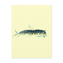 Deilephila elpenor caterpillar postcards