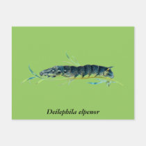Deilephila elpenor caterpillar postcards