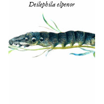 Deilephila elpenor caterpillar t-shirts
