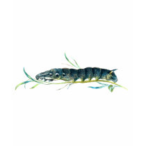 Deilephila elpenor caterpillar t-shirts