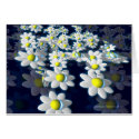 Deisies cards