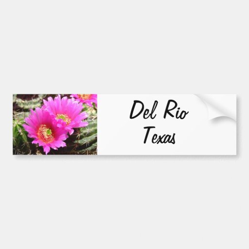 Del Rio Texas souvenirs pink cactus flower Bumper Stickers