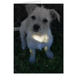 delany cards