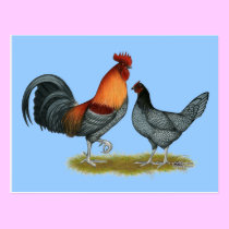 Delaware Blue Hen postcards