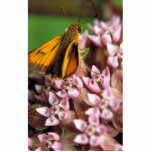 Delaware skipper on Common milkweed