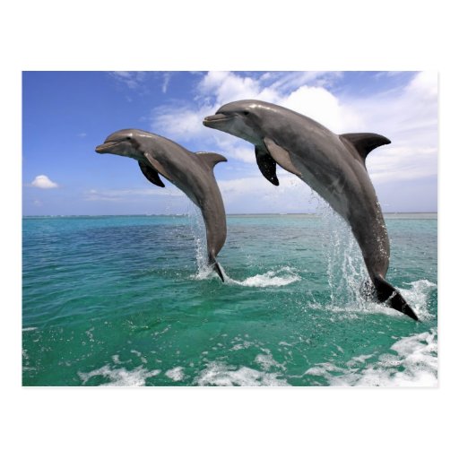 Delfin,Delphin,Grosser Tuemmler,Tursiops 4 Post Card