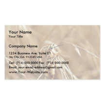 Delhi Sands flower-loving fly Business Card Templates