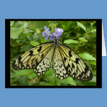 Delicate Butterfly - blank greeting card cards