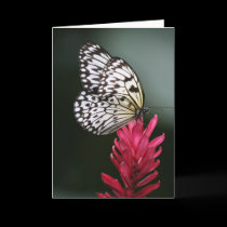 Delicate cards