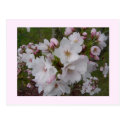 Delicate Cherry Blossoms Postcard