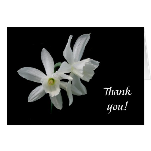 Delicate Daffodil Thank you Card
