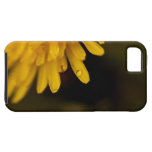 Delicate Dandelion iPhone 5 Cases