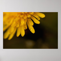 Delicate Dandelion Posters