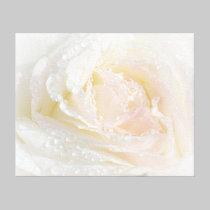 Delicate Dewy Peace Rose canvas prints