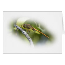 Delicate Dragonfly cards
