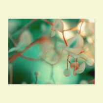 Delicate Drop postcards