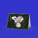delicate flower cards