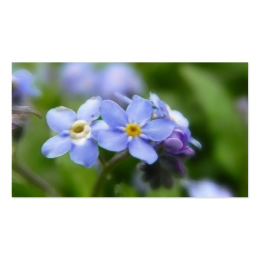 Delicate Forget Me Not Flowers Business Card (back side)