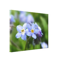 Delicate Forget Me Not Flowers Canvas Prints