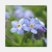 Delicate Forget Me Not Flowers Refrigerator Magnets