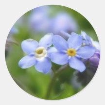 Delicate Forget Me Not Flowers Sticker