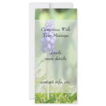 Delicate Grape Hyacinth Bloom Full Color Rack Card