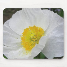 Delicate Iceland Poppy Flower Mousepad