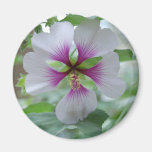 Delicate Lily - magnet