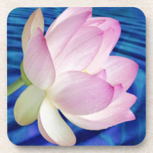 Delicate Lotus flower and meaning Coasters
