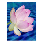 Delicate Lotus flower and meaning Postcards