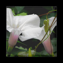 Delicate Morning Glories magnets