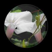 Delicate Morning Glories magnets