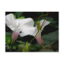 Delicate Morning Glories Post Cards