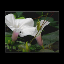 Delicate Morning Glories postcards