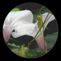 Delicate Morning Glories stickers