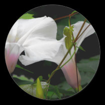 Delicate Morning Glories stickers