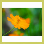 Delicate Orange posters