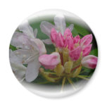 Delicate Pink Azaleas Magnets