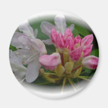 Delicate Pink Azaleas Magnets