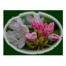 Delicate Pink Azaleas Post Card