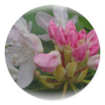 Delicate Pink Azaleas Round Stickers