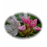 Delicate Pink Azaleas t-shirts