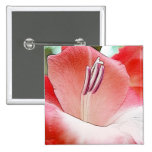 Delicate pink Gladiola