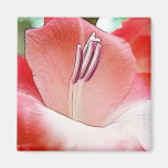 Delicate pink Gladiola Magnet