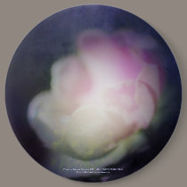 delicate pink old fashioned rose buttons