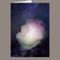 delicate pink old fashioned rose cards