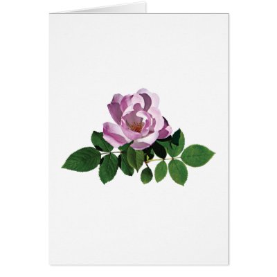 Delicate Pink Rose Card by SusanSavad
