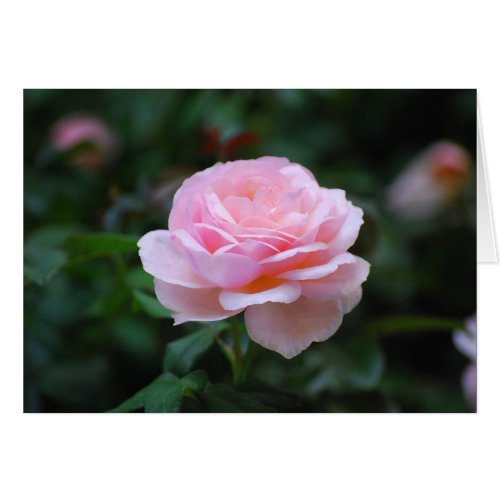 Delicate Pink Rose card
